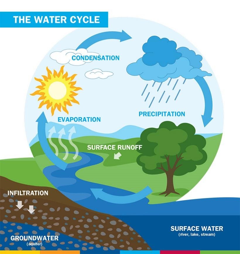 summarize the steps of the water cycle.
