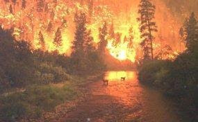 wildfire case study a level geography