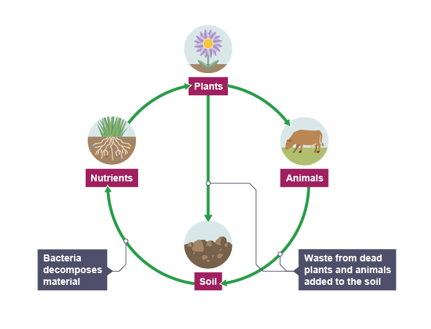 The structure of an ecosystem can be simplified into soil, nutrients, plants, and animals.