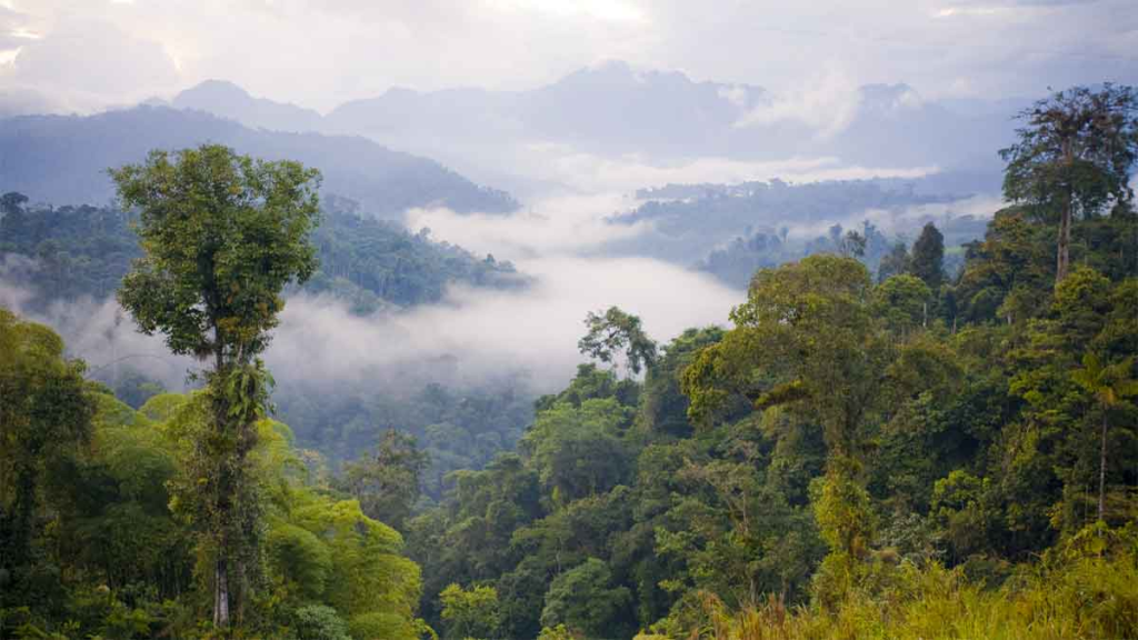 Image of a tropical rainforest showing the emergent layer.