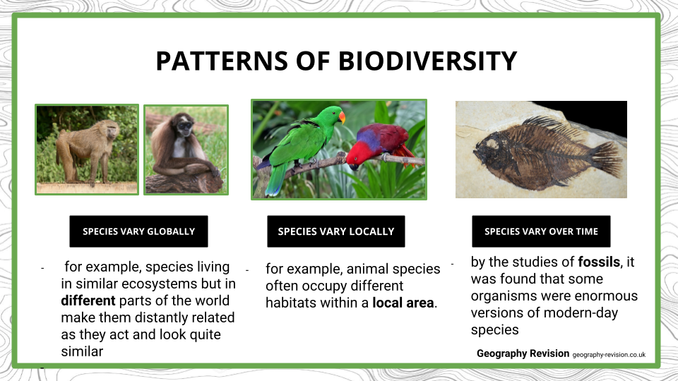 Biodiversity - Presentation (1)
