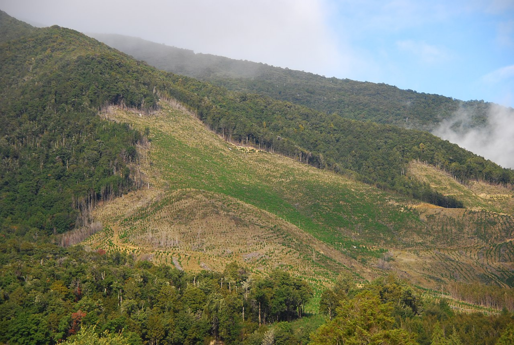 Deforestation is driven by many factors and is a serious climate concern